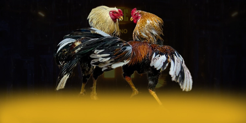 W88 - Khẳng định vị thế dưới góc nhìn chuyên môn. W88 - Khẳng định vị thế dưới góc nhìn chuyên môn.