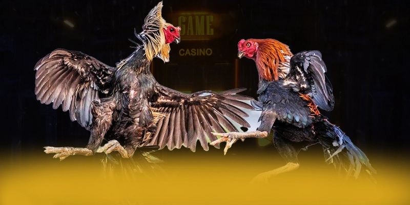 Giới thiệu chung về CONGA6789 Giới thiệu chung về CONGA6789