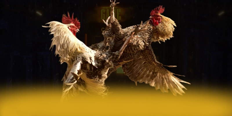 CONGA6789 - Cổng giải trí được cộng đồng săn đón trên thị trường – Săn ngay CONGA6789