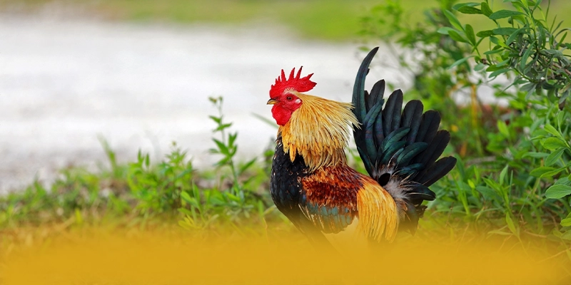 conga6789 - Sân chơi được cộng đồng tin tưởng trên thị trường – Khám phá ngay conga6789