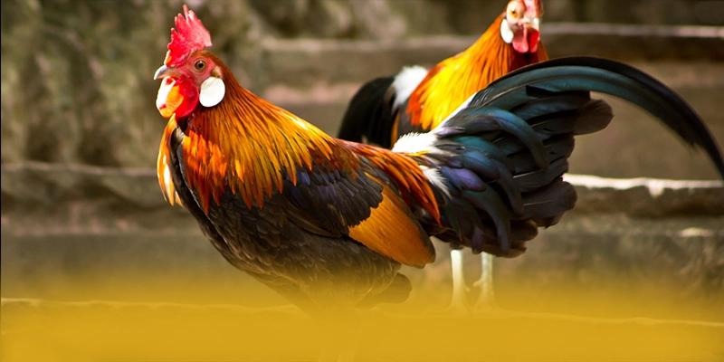 tỷ lệ kèo bóng đá – Trang game được yêu thích nhất, được người chơi yêu thích. tỷ lệ kèo bóng đá – Trang game được yêu thích nhất, được người chơi yêu thích.