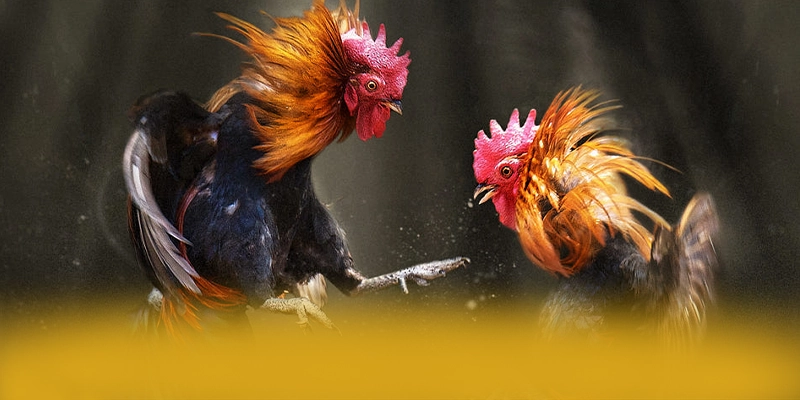 
Cùng trải nghiệm FAFA191 - Nhà cái uy tín số 1 cho người chơi
