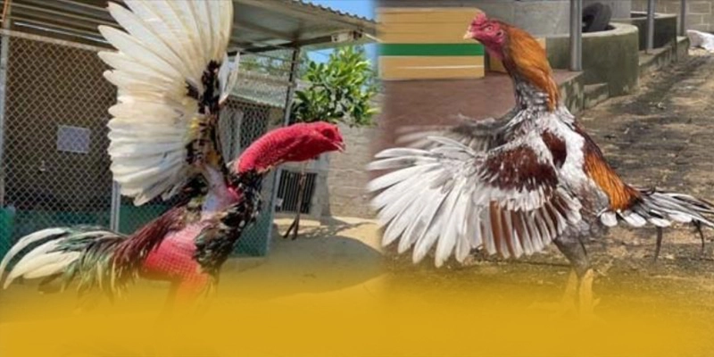 VWIN – Sảnh game có thưởng lớn, đang làm mưa làm gió trên thị trường.