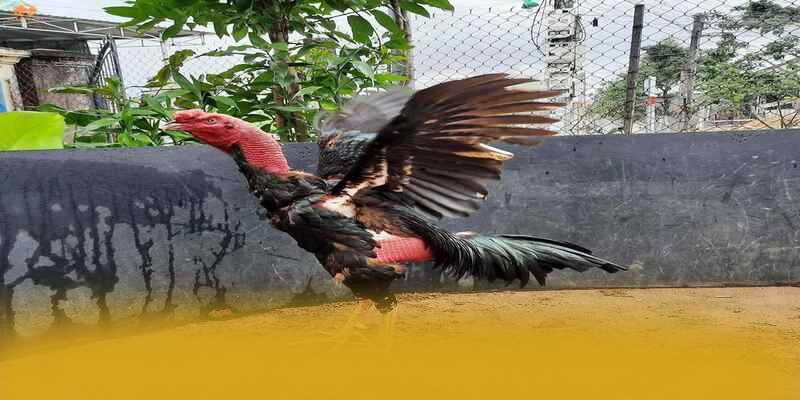 DAGA88 - Lời kết đầy ấn tượng dưới góc nhìn chuyên môn. DAGA88 - Lời kết đầy ấn tượng dưới góc nhìn chuyên môn.