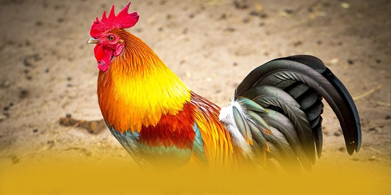 RR99 - Cổng giải trí nhiều khuyến mãi siêu hot hiện nay – Khám phá chương trình RR99 RR99 - Cổng giải trí nhiều khuyến mãi siêu hot hiện nay – Khám phá chương trình RR99