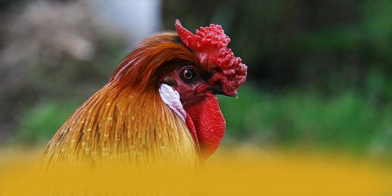 Khám phá NK88 - Sân chơi hàng đầu Việt Nam 2025
Khám phá NK88 - Sân chơi hàng đầu Việt Nam 2025