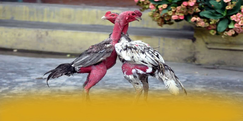 88VV - Lời khẳng định dưới góc nhìn chuyên môn. 88VV - Lời khẳng định dưới góc nhìn chuyên môn.